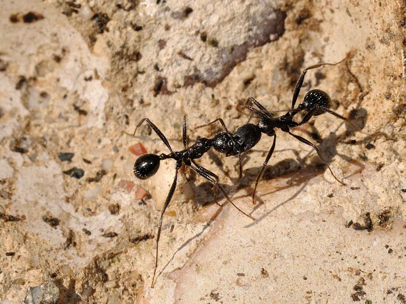 Formicidae - Aphaenogaster spinosa
